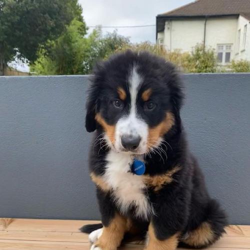 探秘拥有耷拉耳朵毛卷发光的狗的奇特魅力（迷人的卷发光，这个特征只属于某一种狗？）(图3)