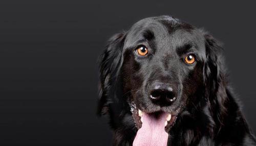 探究狗狗头上的黑色物质是什么？（揭开狗狗头上神秘黑色物质的面纱）(图2)