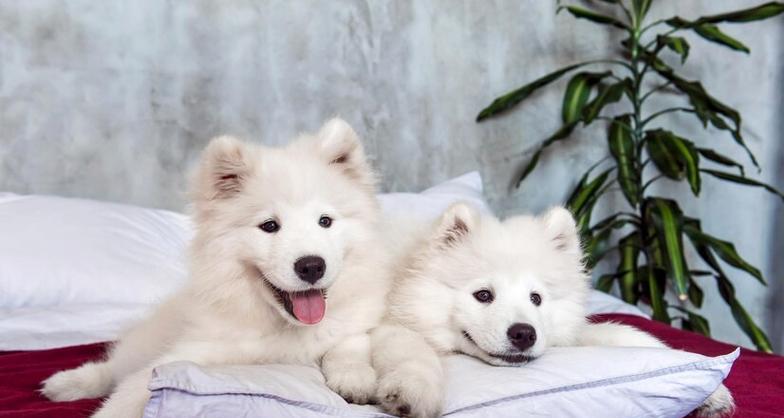 萨摩犬的饮食禁忌(了解萨摩犬的饮食禁忌,让它健康成长)(图1) 萨摩犬的饮食禁忌(了解萨摩犬的饮食禁忌,让它健康成长)(图1)