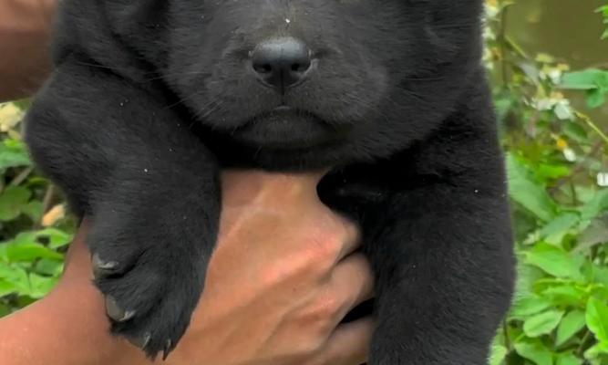 探究狗狗头上的黑色物质是什么？（揭开狗狗头上神秘黑色物质的面 - 新生家伴