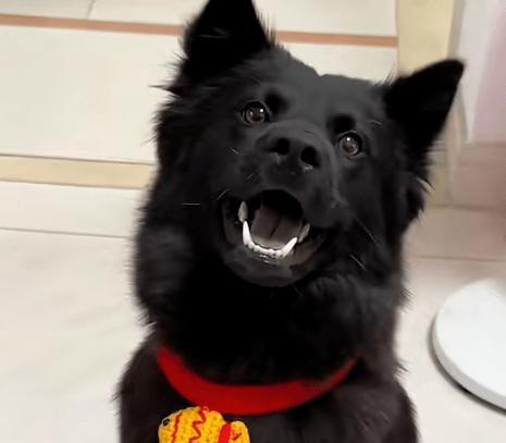 探究狗狗头上的黑色物质是什么？（揭开狗狗头上神秘黑色物质的面纱）(图3)