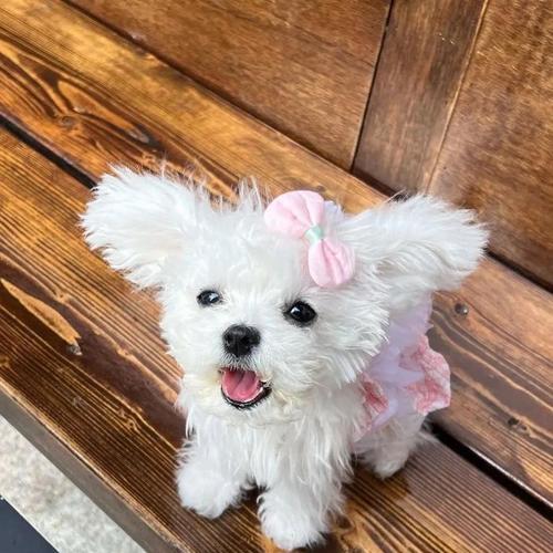 探秘拥有耷拉耳朵毛卷发光的狗的奇特魅力（迷人的卷发光，这个特征只属于某一种狗？）(图1)