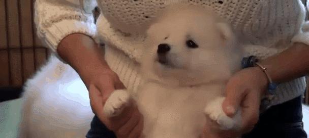 萨摩犬的饮食禁忌(了解萨摩犬的饮食禁忌,让它健康成长)(图2) 萨摩犬的饮食禁忌(了解萨摩犬的饮食禁忌,让它健康成长)(图2)