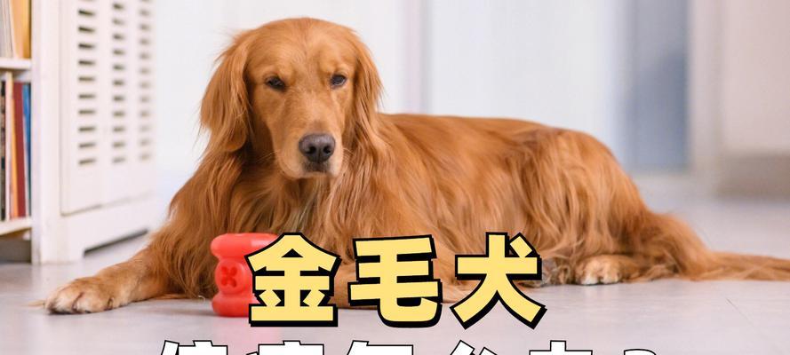 金毛幼犬的消炎药物选择(了解金毛幼犬消炎药的类型和用途)(图1) 金毛幼犬的消炎药物选择(了解金毛幼犬消炎药的类型和用途)(图1)
