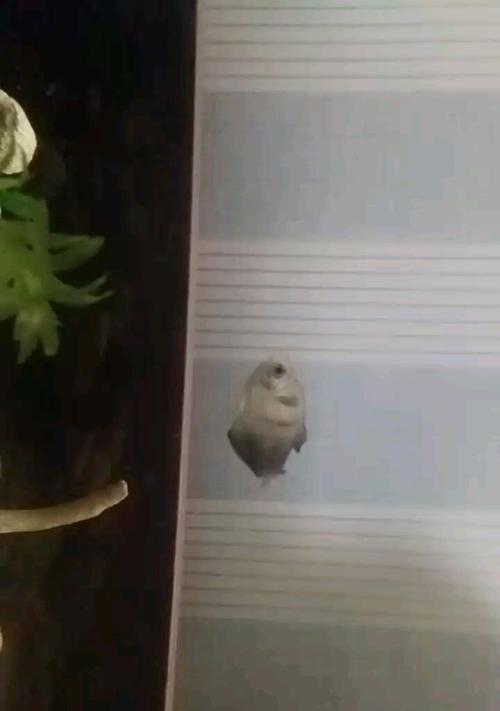 探讨以黑裙鱼为什么好养的原因（解析黑裙鱼的适应性和养殖特点）(图1)