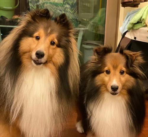 苏牧与喜乐蒂(探索性格、能力和背景的对比分析)(图3) 苏牧与喜乐蒂(探索性格、能力和背景的对比分析)(图3)