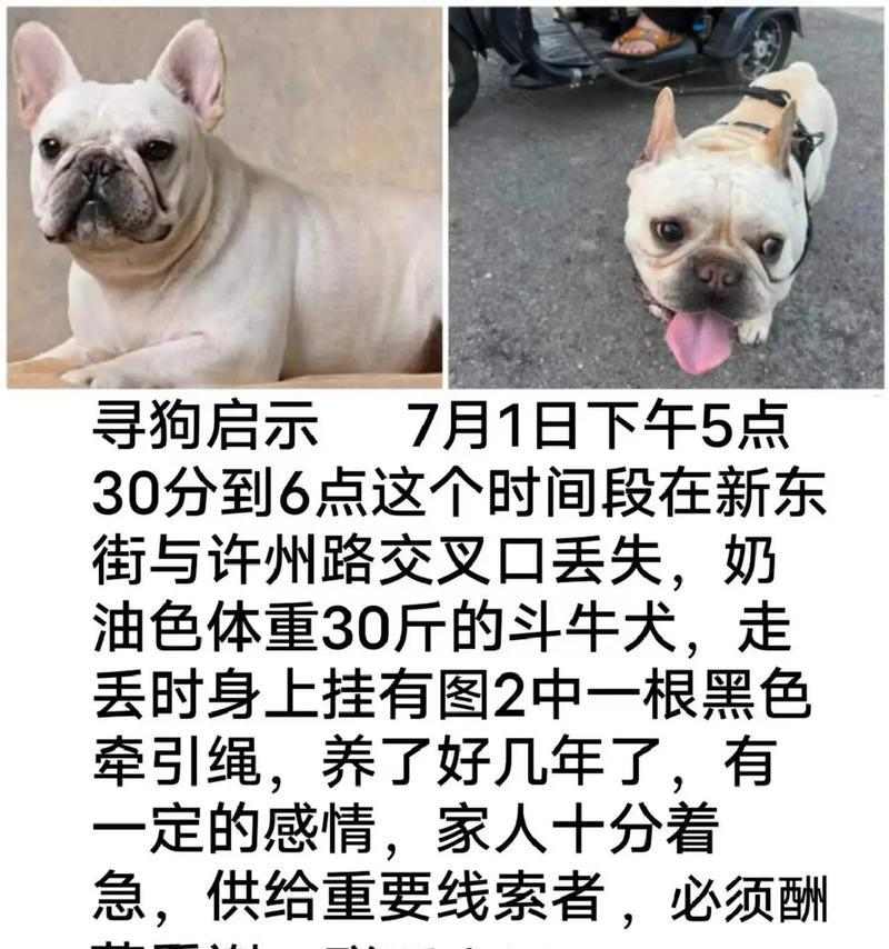 走失的狗狗怎么办？找回它的电话有哪些？（