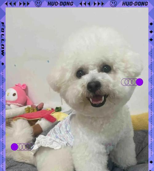 小心！比熊犬不能吃的食物大揭秘（了解这些关键食物，守护你的比熊宝贝健康）(图2)