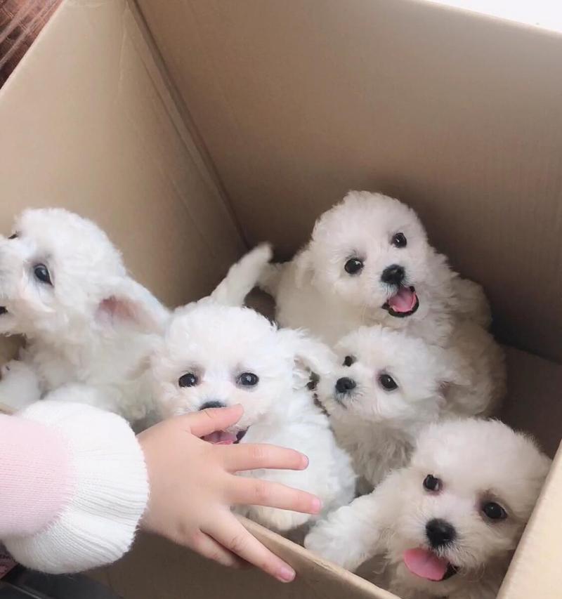 小心！比熊犬不能吃的食物大揭秘（了解这些关键食物，守护你的比熊宝贝健康）(图1)