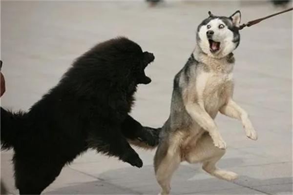 哈士奇的优点 哈士奇的优缺点有哪些?(图2)