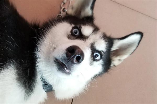 哈士奇的优缺点有哪些? 哈士奇的优缺点有哪些?(图1)