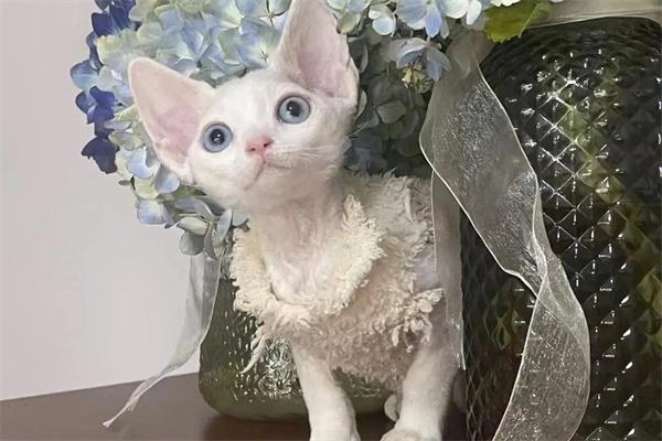 怎么知道自己是否对猫咪过敏? 怎么知道自己是否对猫咪过敏?(图2)