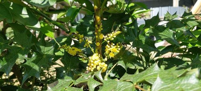 狗刺的药用价值及其相关研究进展（探究狗刺的药用潜力和应用前景）(图3)