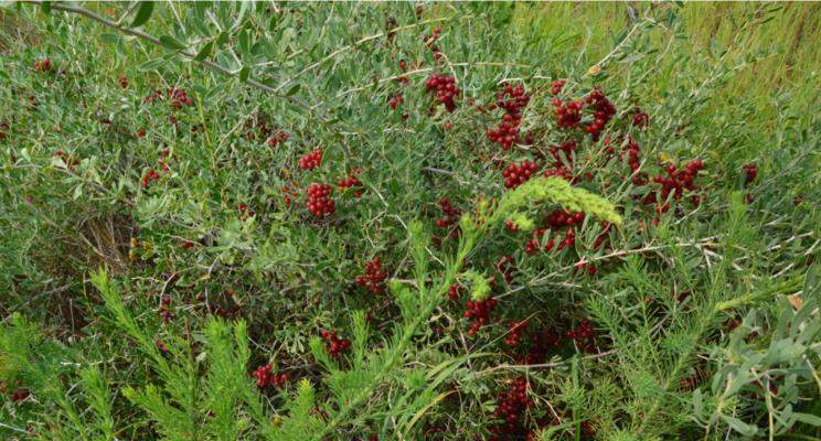 狗刺的药用价值及其相关研究进展（探究狗刺的药用潜力和应用前景 - 新生家伴