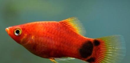 以喂养小鱼为主题的养鱼技巧剖析（小鱼养护的秘诀与方法，助您打 - 新生家伴