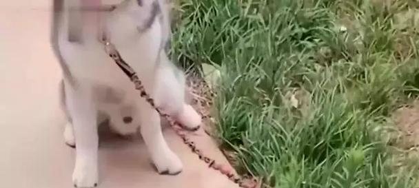 哈士奇为什么喜欢吃草？（揭秘哈士奇吃草的原因与后果）(图2)