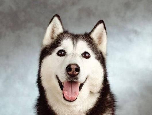 哈士奇为什么喜欢吃草？（揭秘哈士奇吃草的原因与后果）(图3)