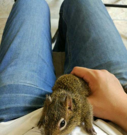 选择安静的动物，让寝室生活更加舒适（以寝室什么动物好养安静为 - 新生家伴