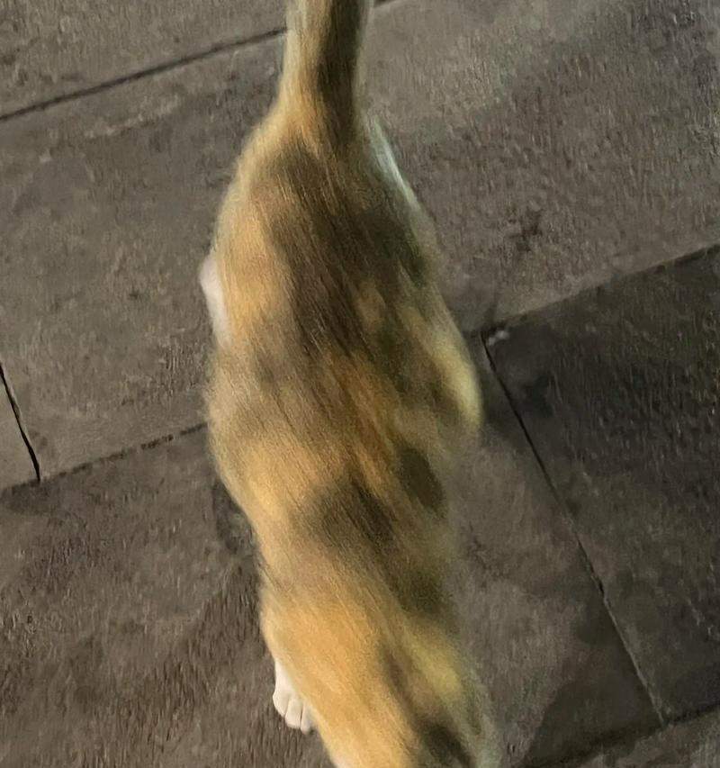 猫咪的突然乱跑之谜（探索猫咪行为背后的奥秘） - 新生家伴