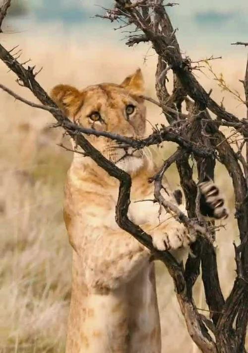 选择安静的动物，让寝室生活更加舒适（以寝室什么动物好养安静为主题的建议和推荐）(图2)