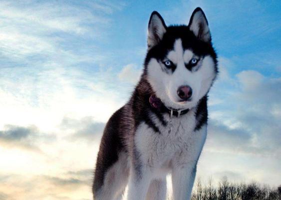 哈士奇为什么喜欢吃草？（揭秘哈士奇吃草的原因与后果） - 新生家伴