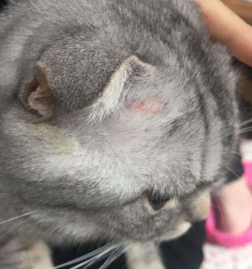 了解折耳病(探索折耳病的发病机理及其对患者的影响)(图3) 了解折耳病(探索折耳病的发病机理及其对患者的影响)(图3)