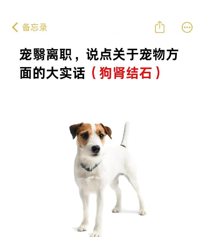 探寻狗狗肾不好的常见症状（了解如何帮助你的宠物保持健康）(图1)