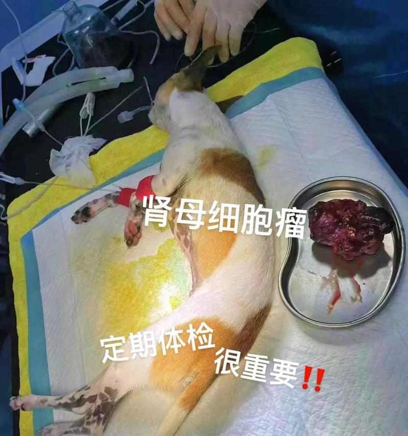 探寻狗狗肾不好的常见症状（了解如何帮助你的宠物保持健康）(图2)