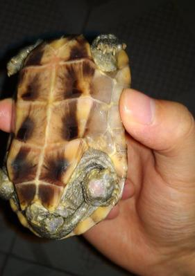 探秘乌龟腐皮（乌龟腐皮的制作工艺与营养价值）(图2)