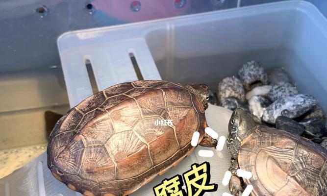 探秘乌龟腐皮（乌龟腐皮的制作工艺与营养价值）(图3)