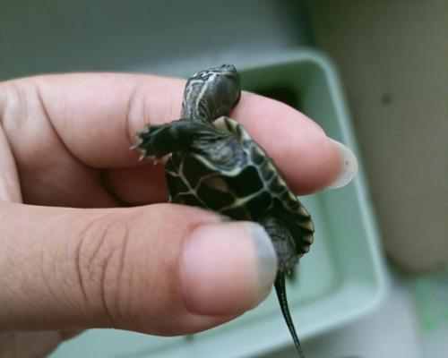 探秘乌龟腐皮（乌龟腐皮的制作工艺与营养价值） - 新生家伴