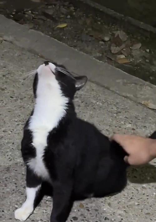 猫为什么会头痒？（探究猫咪头痒的原因及解