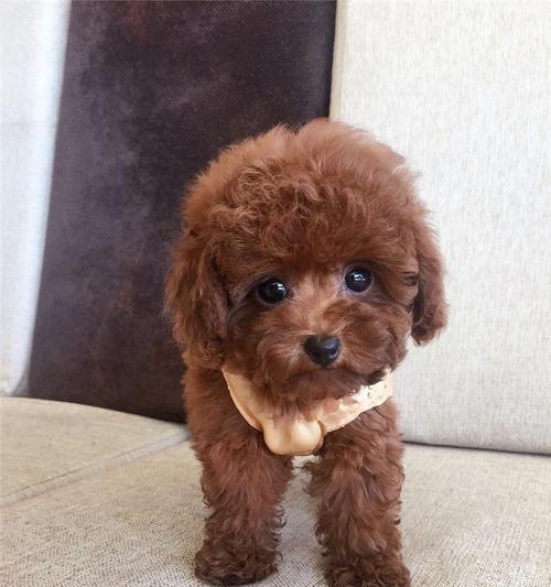 泰迪犬的圆大眼睛之谜(探索泰迪犬眼睛形态的奥秘)(图1) 泰迪犬的圆大眼睛之谜(探索泰迪犬眼睛形态的奥秘)(图1)