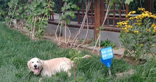 狗狗翻肠打什么针？（保护你的宠物免受常见