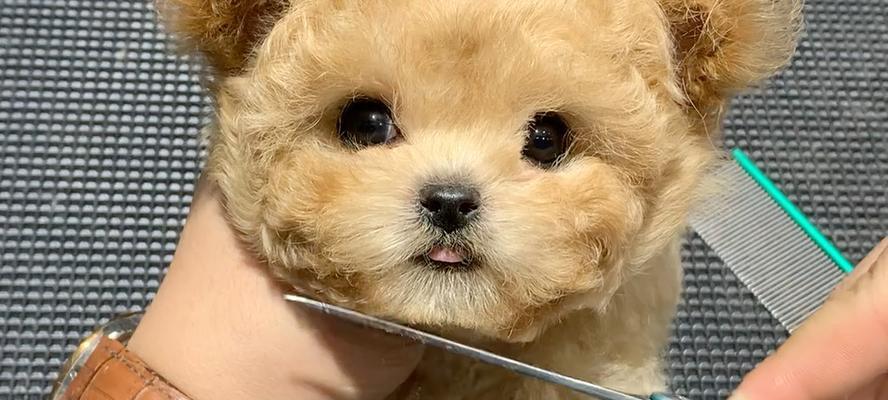 泰迪犬的圆大眼睛之谜(探索泰迪犬眼睛形态的奥秘)(图3) 泰迪犬的圆大眼睛之谜(探索泰迪犬眼睛形态的奥秘)(图3)