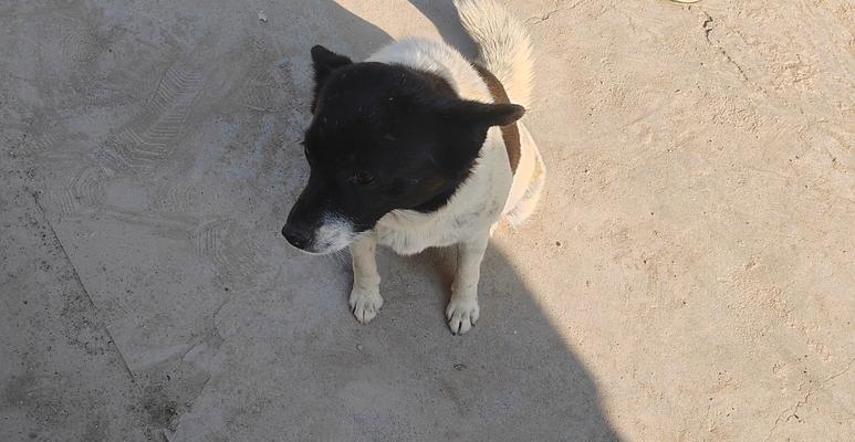 狗狗怀孕流产(图1) 狗狗怀孕流产(图1)