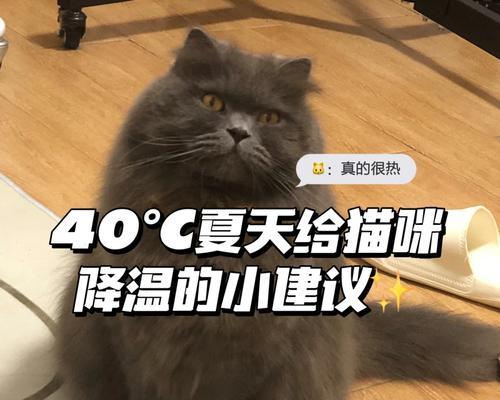 猫咪的排汗方式及其重要性（揭秘猫咪排汗的奥秘，了解猫咪健康的 - 新生家伴