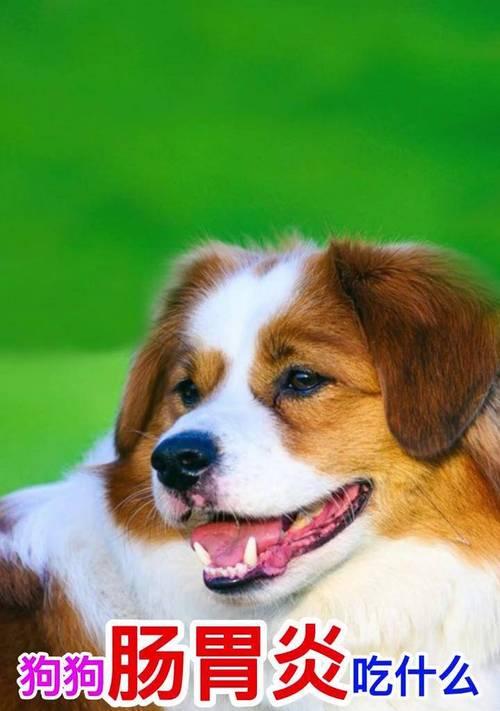 了解如何给一个月大的狗提供合适的饮食（一月龄狗宝宝的饮食需求 - 新生家伴