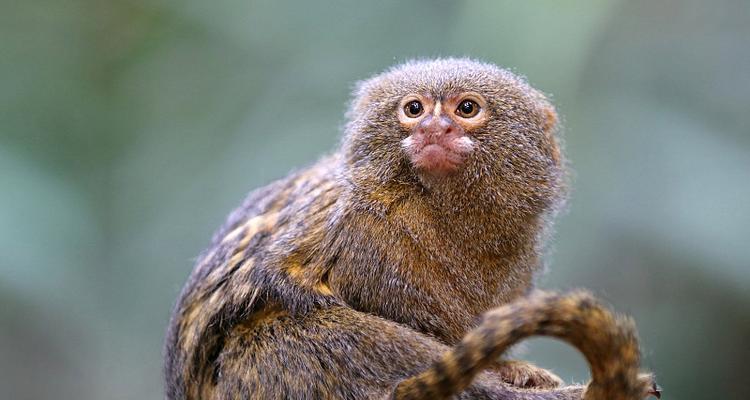 狨猴的特征和习性（探索狨猴的外貌、行为和生态习惯）(图2)