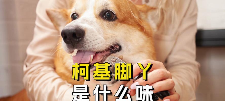 为什么狗喜欢闻人类的脚味？（探索狗狗对人类脚味的独特兴趣及可 - 新生家伴