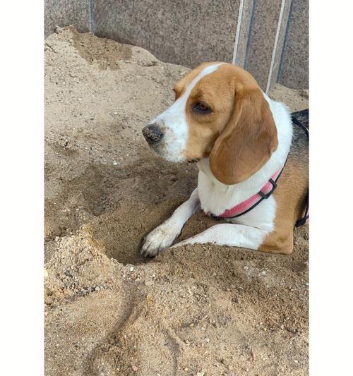 以比格为什么会变色（探究比格变色的原因及科学解释）(图3)