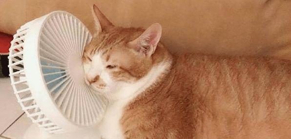 猫咪的排汗方式及其重要性（揭秘猫咪排汗的奥秘，了解猫咪健康的秘诀）(图3)