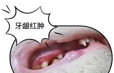 解决猫咪牙龈发炎出血的药物选择（综合分析口腔护理药物，找到最佳治疗方法）(图1)