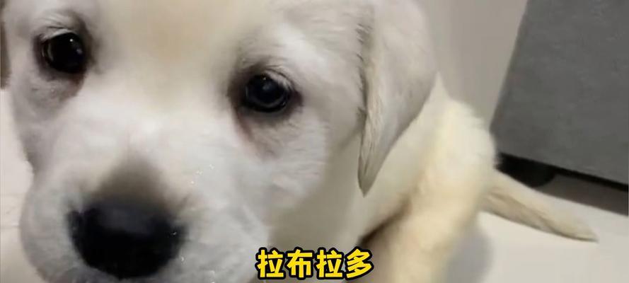 如何改善幼犬胃口不好的问题(幼犬胃口不好的原因与解决方法)(图2) 如何改善幼犬胃口不好的问题(幼犬胃口不好的原因与解决方法)(图2)