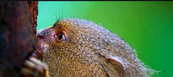 狨猴的特征和习性（探索狨猴的外貌、行为和生态习惯） - 新生家伴