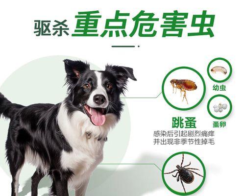 如何有效治疗狗身上起包的方法（探索最佳药物用于治疗狗身上起包的方式）(图1)