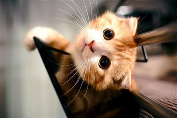 猫咪太瘦了怎么增肥？ - 新生家伴