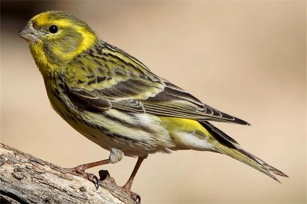 如何分辨鸟饲料的好坏？(图2)