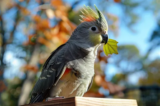 鹦鹉单眼伤风的症状和治疗方法 - 新生家伴