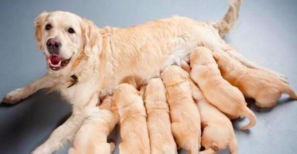 小狗的健康饮食（为您的小狗提供营养丰富的饮食）(图3)